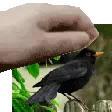 QuinnPat