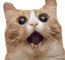 Catsurprised catSurprised Discord Emoji