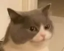 WeirdCat WeirdCat