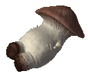 Danceshroom