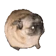 PugDance