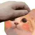 blushcat