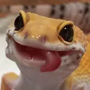 slippy_tongue_twister