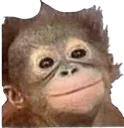 monkeythatissupercute