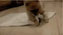 dog_sleep dog_sleep