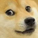realdoge