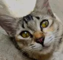 catstare_DV