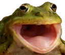YAYfrog