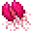 CardiaSeptalJellyfish