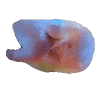 chikne