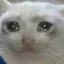 cry