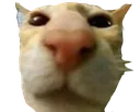 sniffYOU