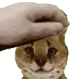 soggapet
