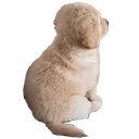 yangydog Discord Emoji