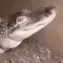 croco croco