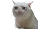 sadcat