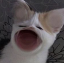 scream