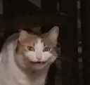 HA