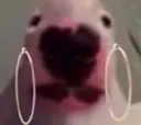 PERIODT