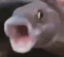 fishypog