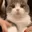 LOOKATTHISFUCKINGCAT