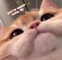 cutecatily cutecatily