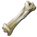 bone