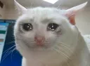 qwq