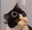 loading_cat