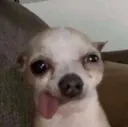 crackdog