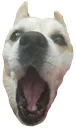 Dogpog Discord Emoji