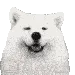 samoyed