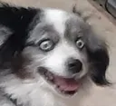CrazyDog