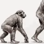 BecomeMonke BecomeMonke