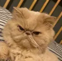 moneyCat