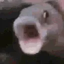 fishpog