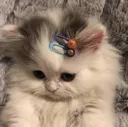 milan_sadcat