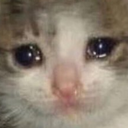 sadcat Discord emoji