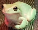 FROGEY Discord Emoji