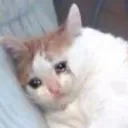 fatsadcat