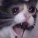 aaaa