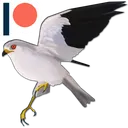 kite