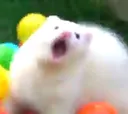 ferretscree