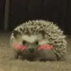 hedgeblush