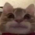 catsmile catsmile