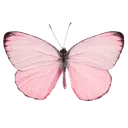 Rei_butterfly