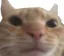 6cat_face3