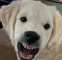 grrrr