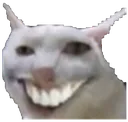 smilepuss