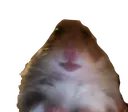 hampster